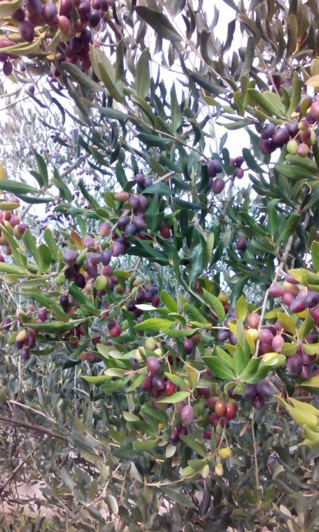 Buici  Bed & Breakfast Korta Gira מראה חיצוני תמונה